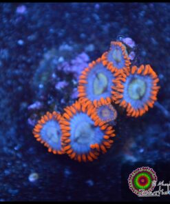 Ice zoas