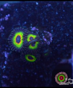 Bob Marley zoas