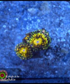 Gream reaper zoas