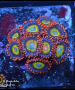 Circus zoas