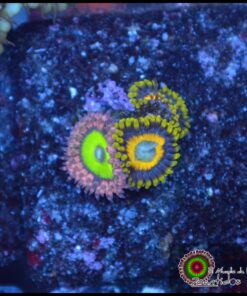 Combo zoas