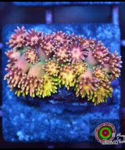 Princess Peach goniopora