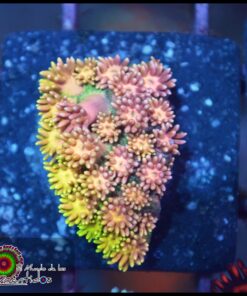 Princess peach goniopora