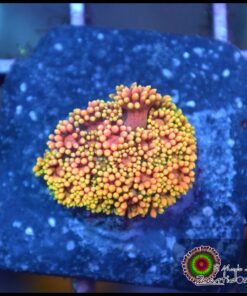 Rainbow sunset goniopora