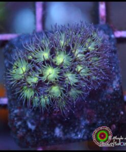 Green goniopora