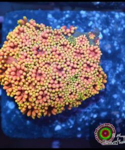 Rainbow sunset goniopora