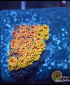 Toxic fire goniopora