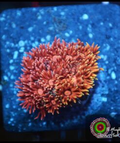 Rainbow pink goniopora