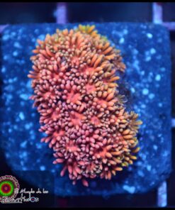 Rainbow pink goniopora