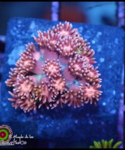 Princess peach goniopora