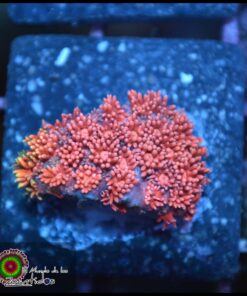 Rainbow pink goniopora