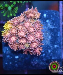 Princess peach goniopora