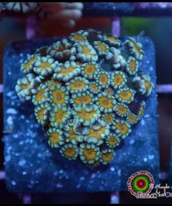 Gold alveopora
