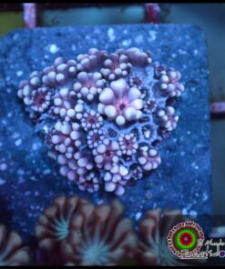 Purple alveopora