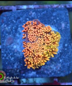 Toxic fire goniopora