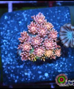 Princess peach goniopora