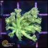 Green light goniopora