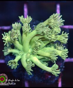 Green light goniopora