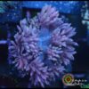 Pink goniopora