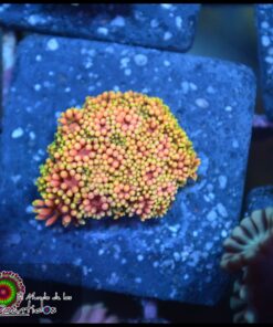 Rainbow sunset goniopora