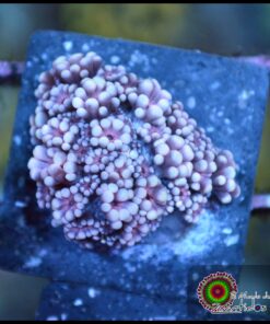 Purple alveopora