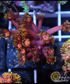 Tequila sunrise goniopora