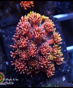 Rainbow pink goniopora