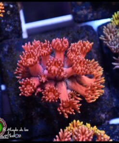Rainbow pink goniopora