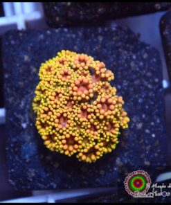 Rainbow sunset goniopora