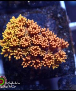 Toxic fire goniopora