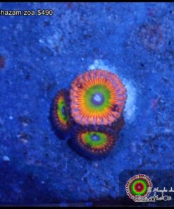 Shazam zoa