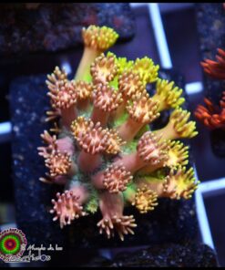 Princess peach goniopora