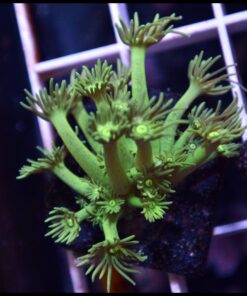 Green light goniopora