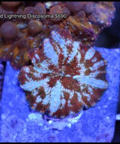 Red lighthing discosoma