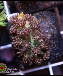 Green light goniopora