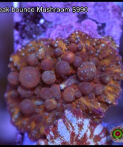 Mr Freak bounce mushroom