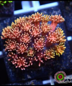 Rainbow pink goniopora