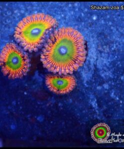 Shazam zoa