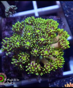 Rainbow goniopora