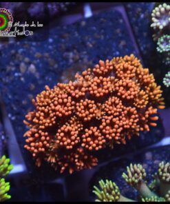 Toxic fire goniopora