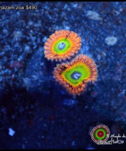 Shazam zoa