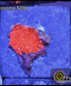 Red discosoma