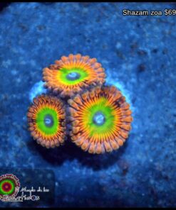 Shazam zoa