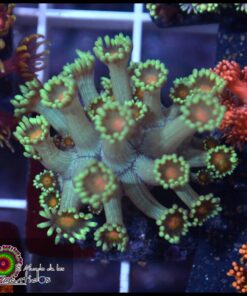 Orange eye goniopora