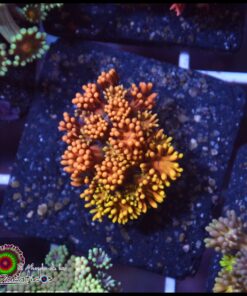 Toxic fire goniopora