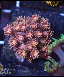 Princess peaches goniopora