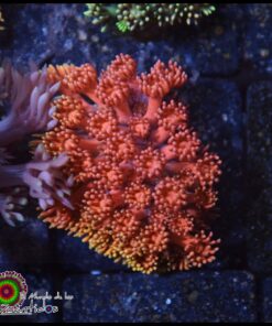 Rainbow pink goniopora
