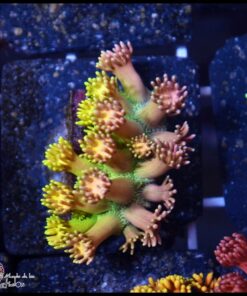 Princess peaches goniopora