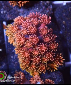 Rainbow pink goniopora