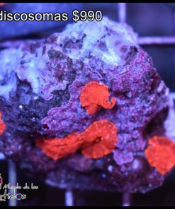 Red discosoma